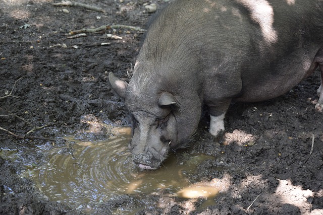 乒乓球WTT金奈站：双打八强组合全部诞生！张本智和等人大获全胜.