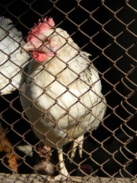 英超第26輪阿森納2-1布倫特福德 S羅破門薩卡建功.